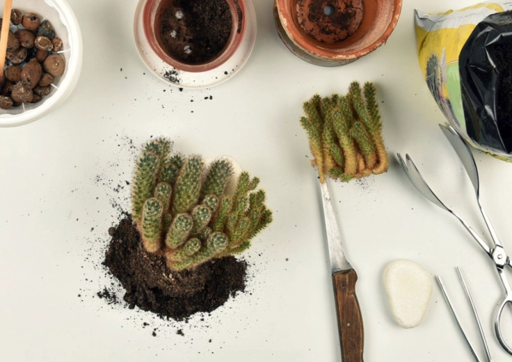 cactus care cactus care