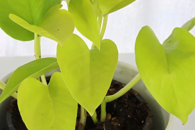 neon pothos light requirements