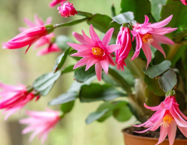 Schlumbergera how to grow