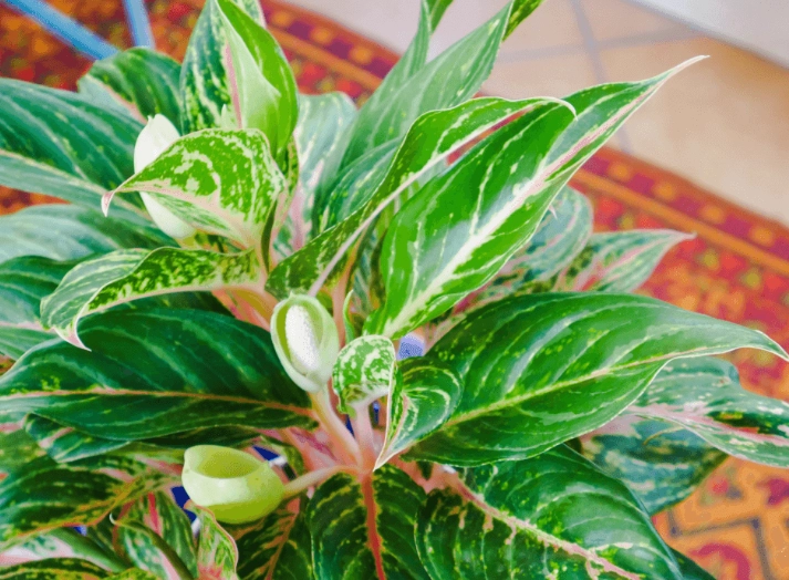 Red Aglaonema Red Aglaonema
