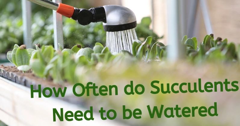 signs of overwatering succulents signs of overwatering succulents