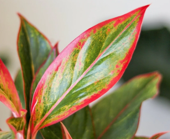 Red Aglaonema Red Aglaonema