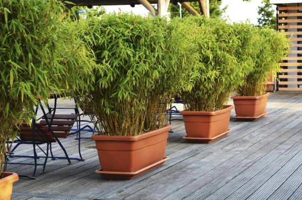 growing bamboo in containers growing bamboo in containers