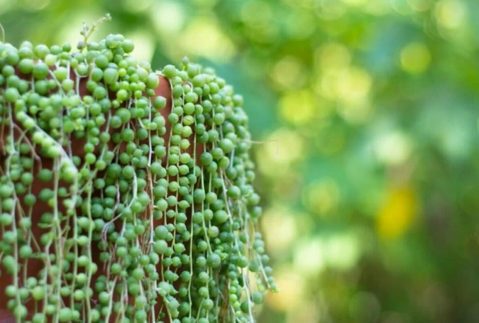 pearl plant propagation