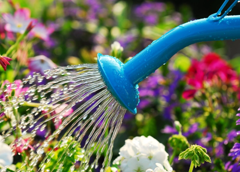 how to water plants correctly how to water plants correctly