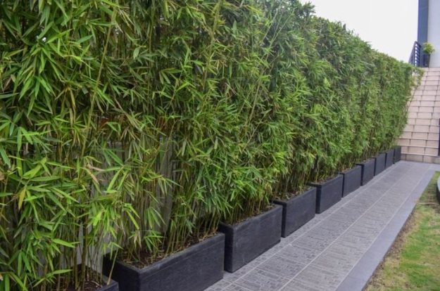 lucky bamboo plant care lucky bamboo plant care