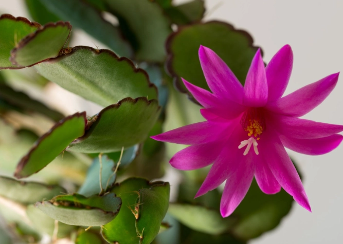 Easter cactus care