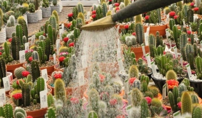 cactus care cactus care