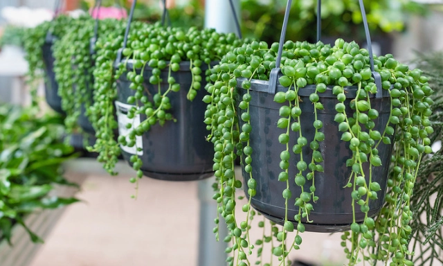 pearl plant propagation