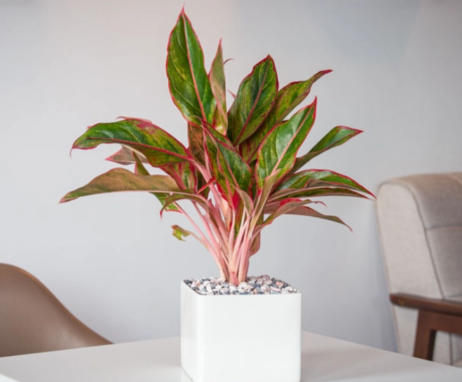Aglaonema Siam care Aglaonema Siam care