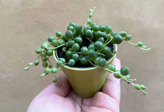 string of pearls plant care