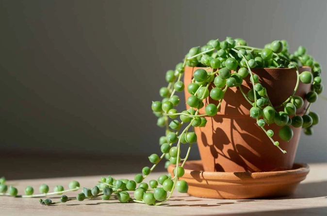 string of pearls plant care