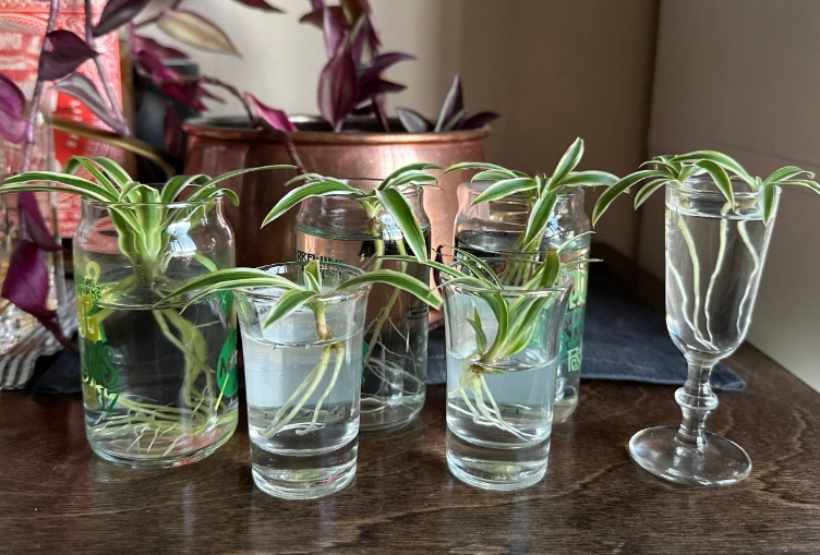 airplane plant benefits