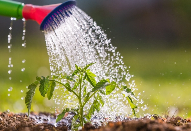 plant watering guide plant watering guide