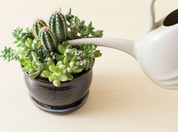 how often to water succulents how often to water succulents