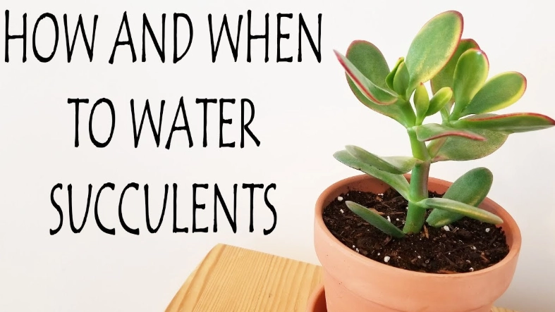 how often to water succulents how often to water succulents