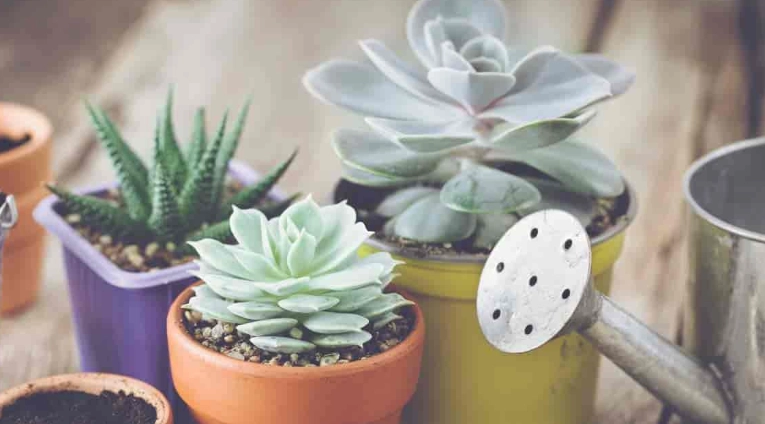 succulent watering guide succulent watering guide