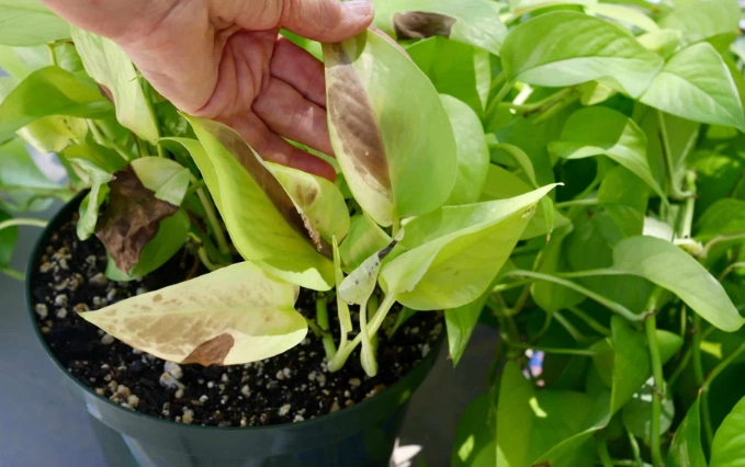 how to propagate neon pothos
