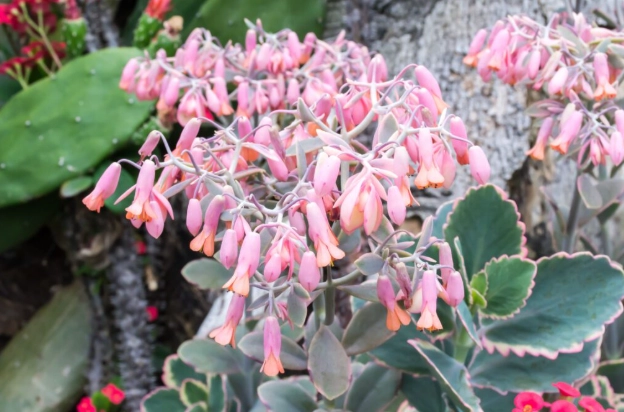 kalanchoe plant care kalanchoe plant care