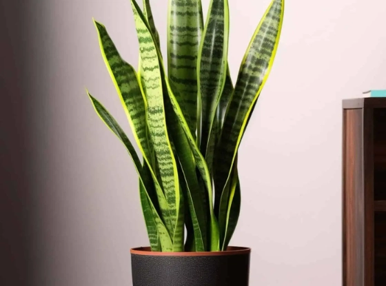 care for snake plant