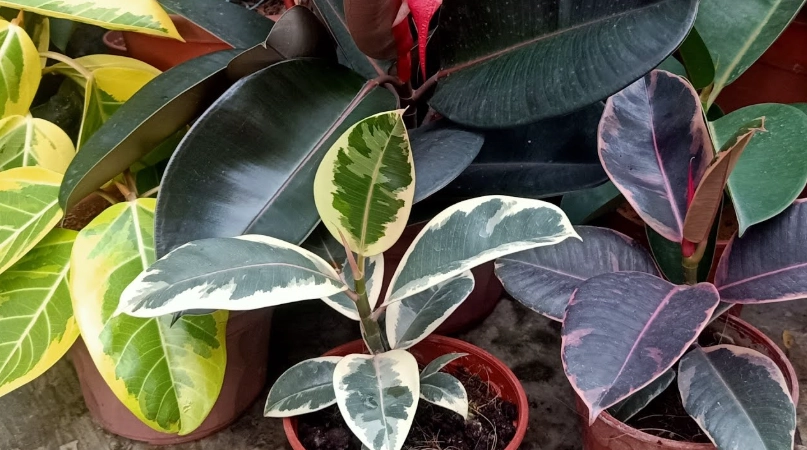 ficus elastica