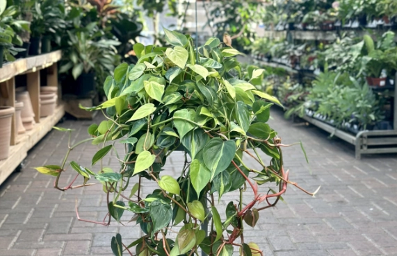 philodendron brazil plant