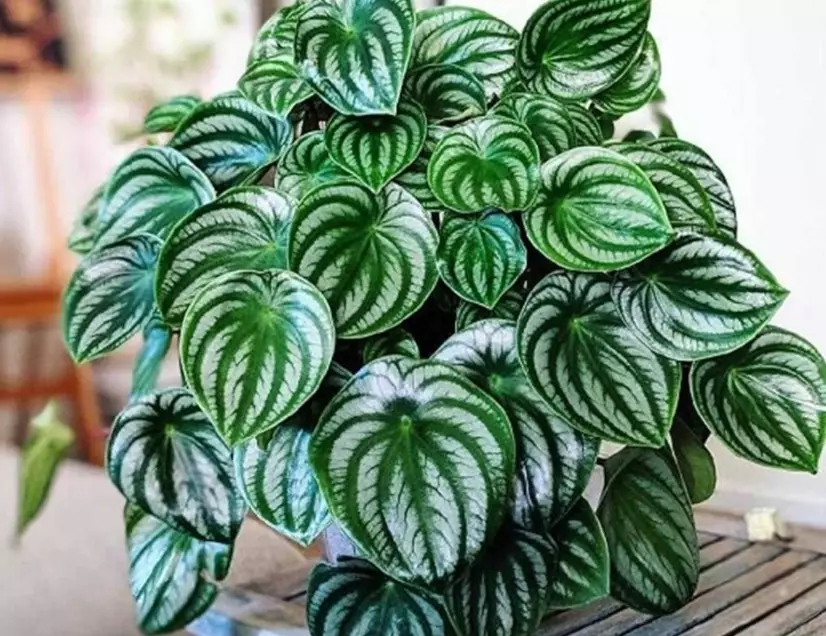 peperomia plant care peperomia plant care