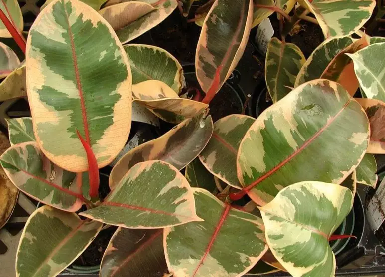 rubber plant benefits