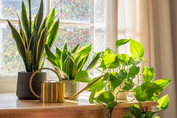 easy indoor plants easy indoor plants