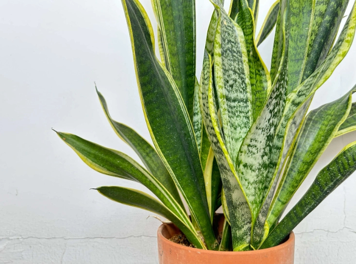 snake plant watering