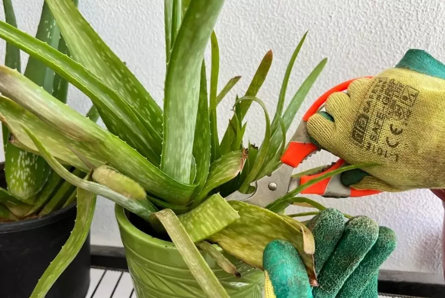 how to grow aloe vera how to grow aloe vera