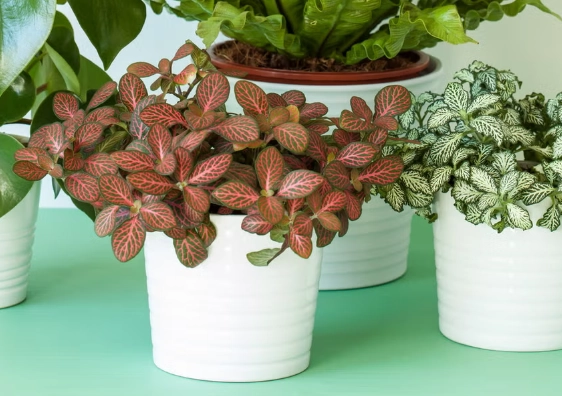 hard to kill plants hard to kill plants