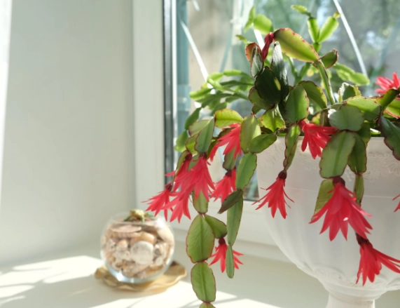 holiday cactus flowering