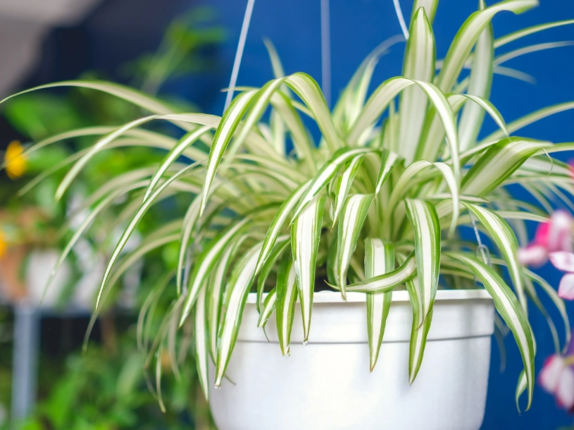 easy indoor plants