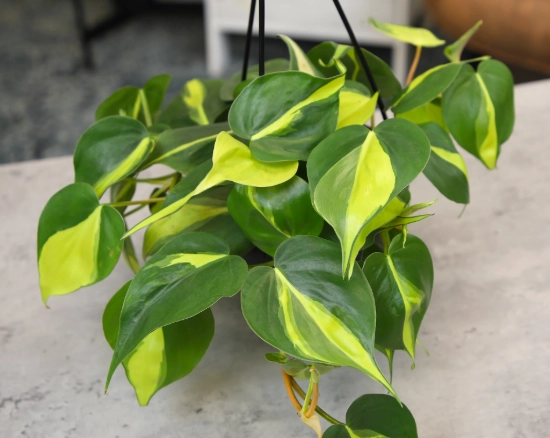 variegated heartleaf philodendron