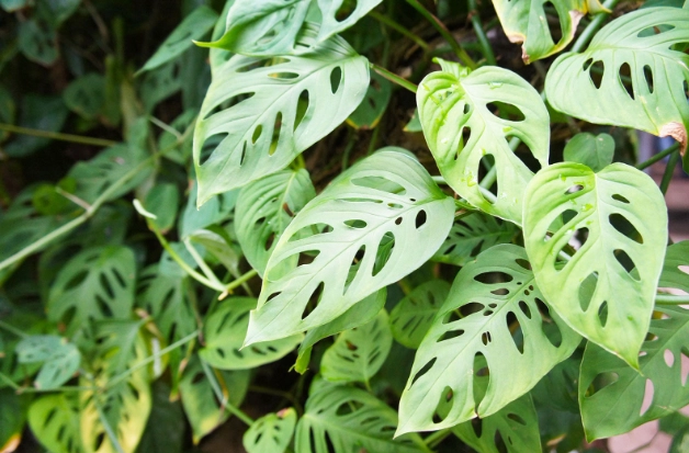 Monstera adansonii care