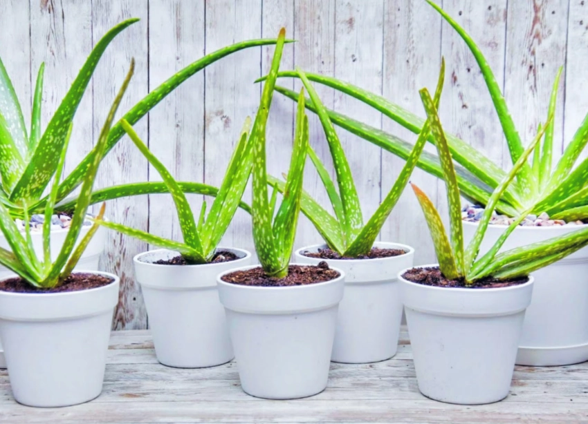 aloe vera plant care aloe vera plant care