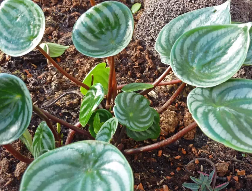 how to propagate peperomia how to propagate peperomia