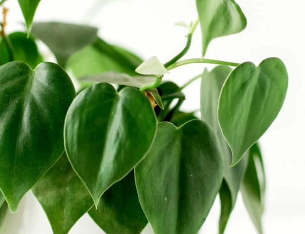 philodendron brazil care