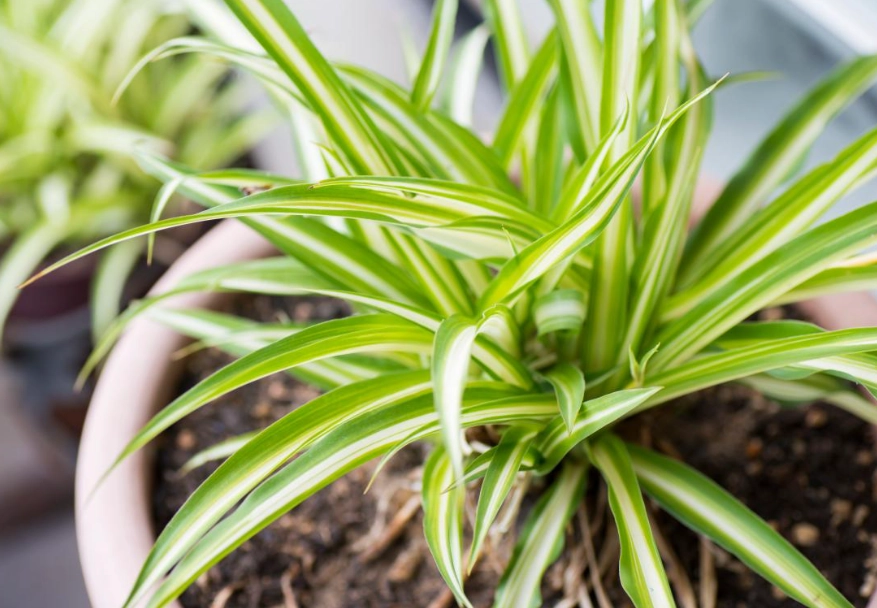 air purifying plants