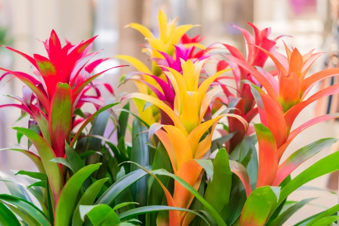 how to care for bromeliads how to care for bromeliads