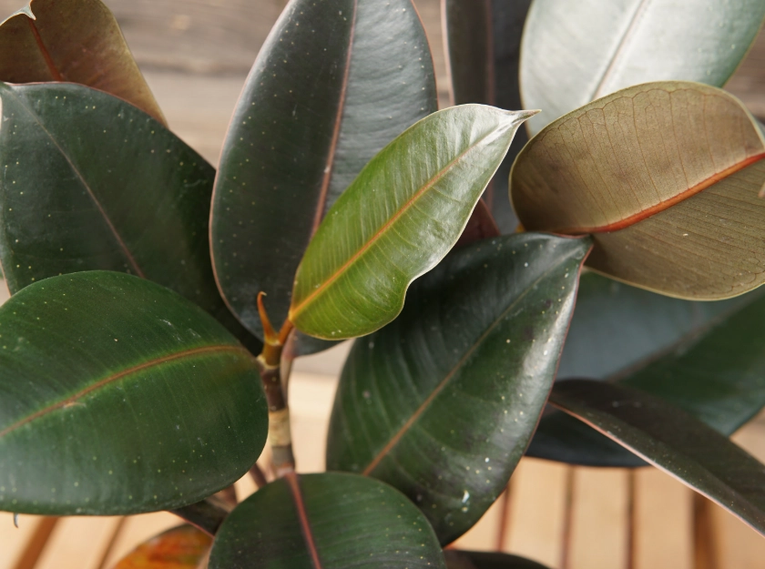 rubber plant benefits