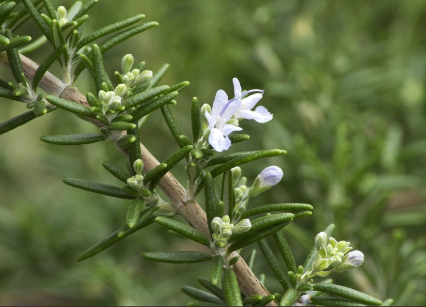 how to use rosemary