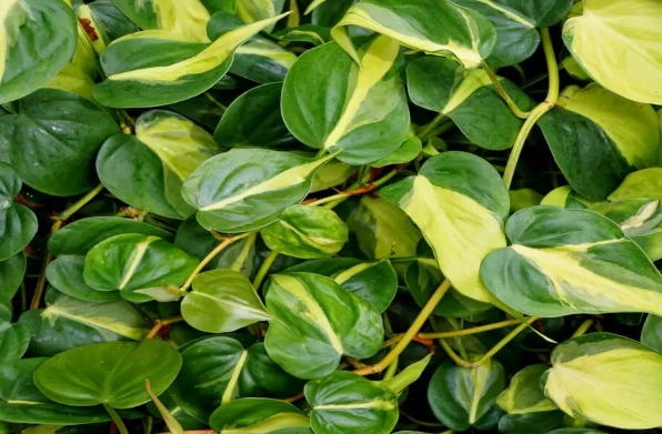 philodendron brazil plant