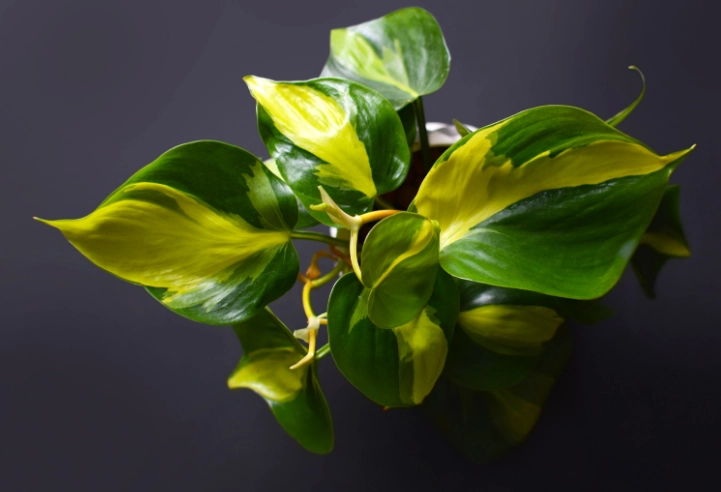 variegated heartleaf philodendron