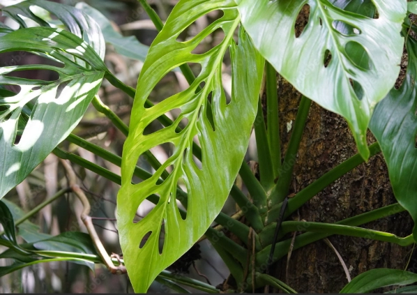 how to propagate Monstera adansonii