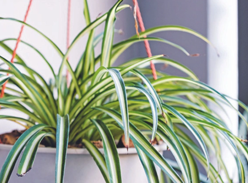air purifying plants