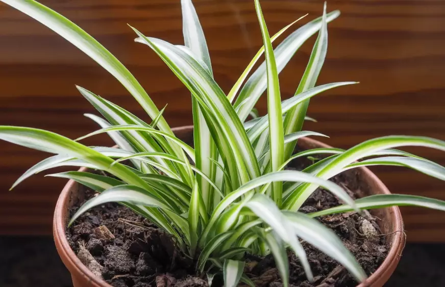 spider plant care