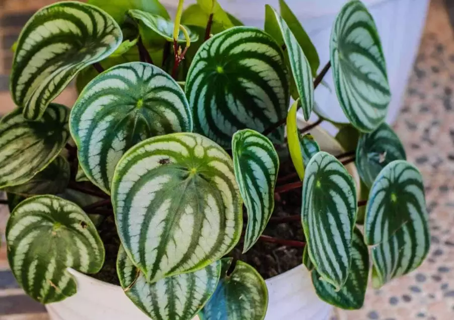 peperomia varieties peperomia varieties