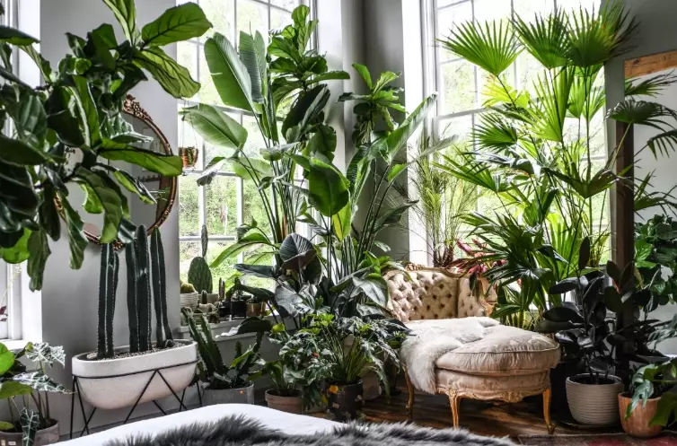 big indoor plants